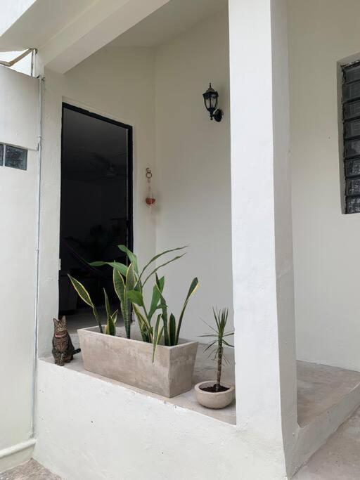 Private Full House With Pool And Cozy Patio Villa Valladolid  Buitenkant foto